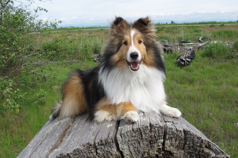 Shetland Sheepdog (Sheltie) – A Loyal, Energetic Companion for Active Families