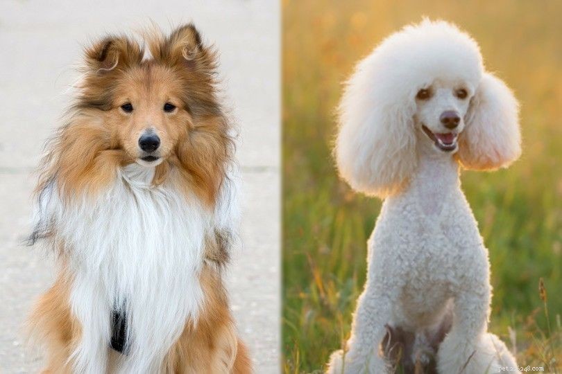 Sheltidoodle: The Smart, Energetic Shetland Sheepdog & Poodle Mix