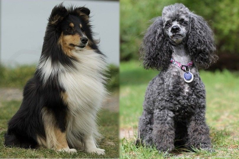 Sheltidoodle: The Smart, Energetic Shetland Sheepdog & Poodle Mix