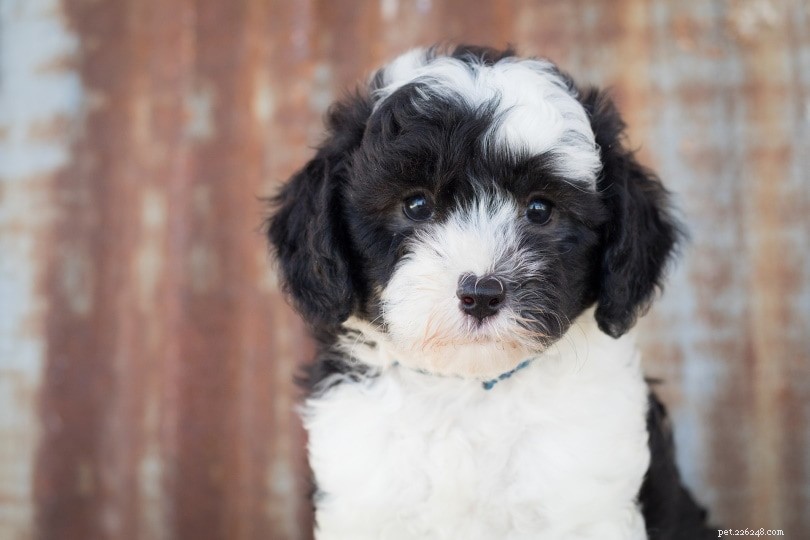 Sheepadoodle: The Old English Sheepdog & Poodle Hybrid – A Friendly, Intelligent Companion