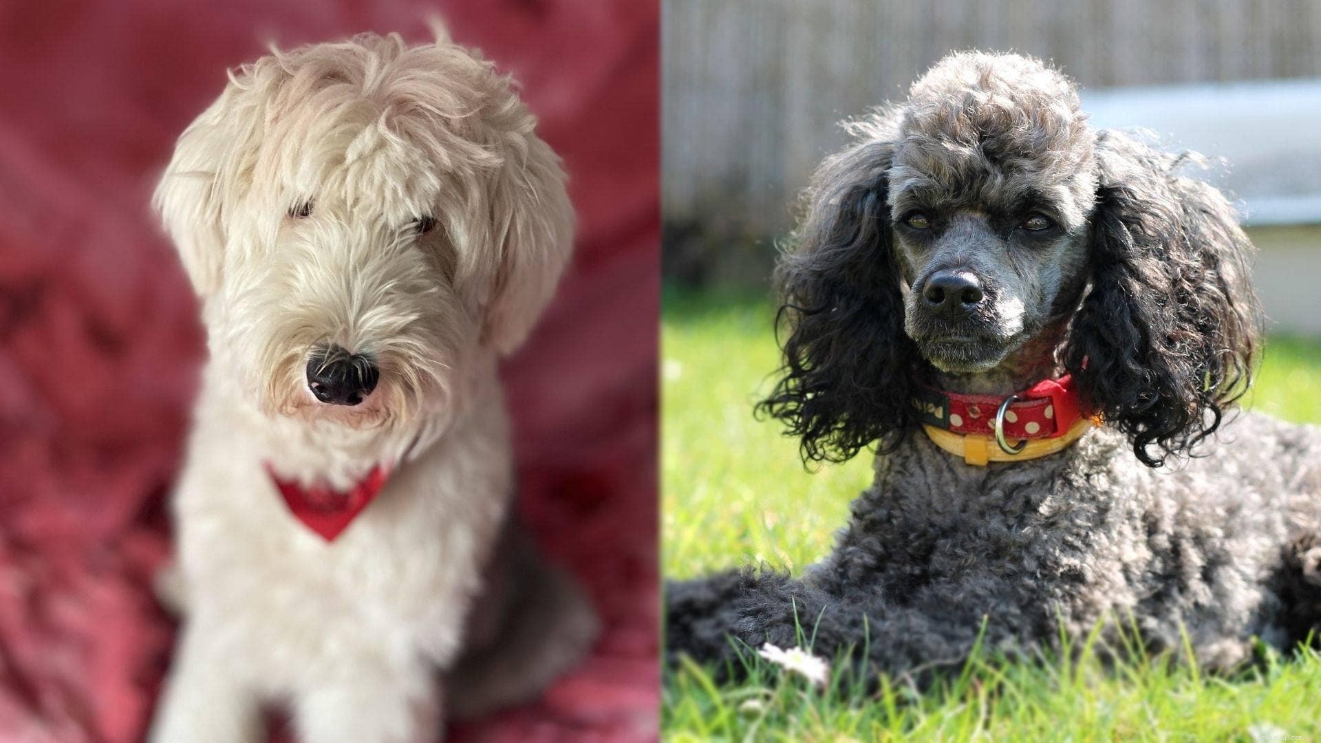 Sheepadoodle: The Old English Sheepdog & Poodle Hybrid – A Friendly, Intelligent Companion