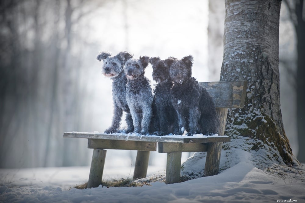 Pumi Dog: Energetic, Low‑Shedding Hungarian Herding Companion