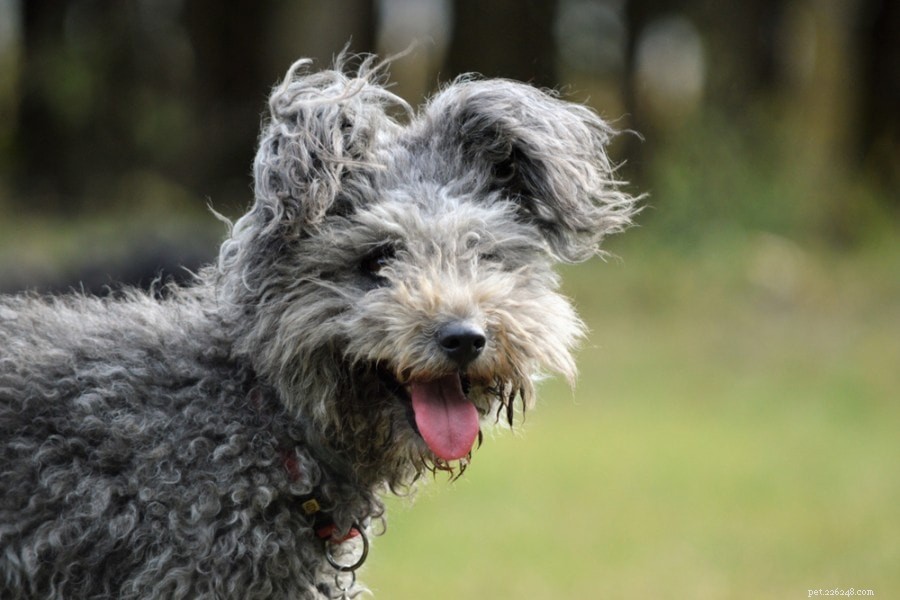 Pumi Dog: Energetic, Low‑Shedding Hungarian Herding Companion