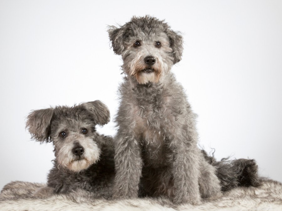Pumi Dog: Energetic, Low‑Shedding Hungarian Herding Companion