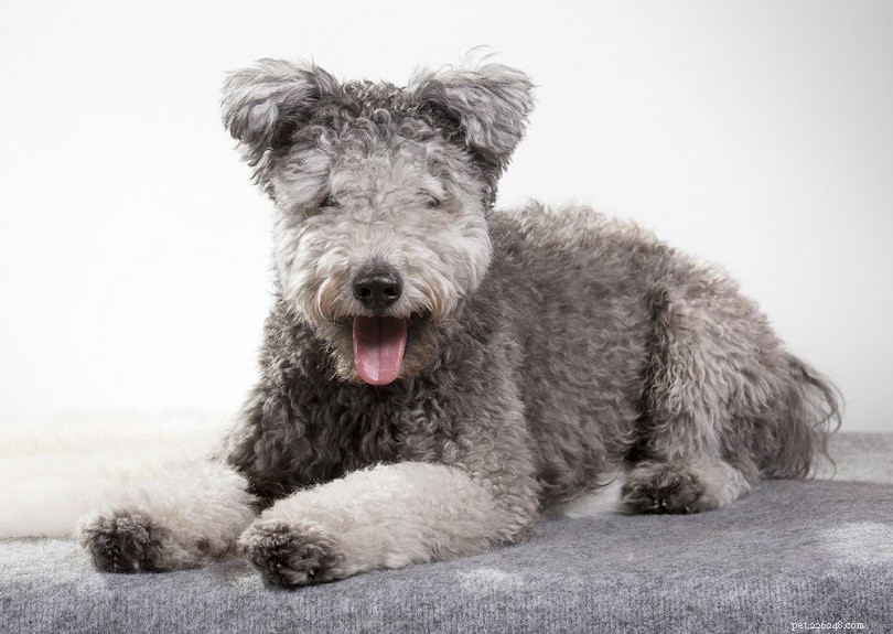 Pumi Dog: Energetic, Low‑Shedding Hungarian Herding Companion