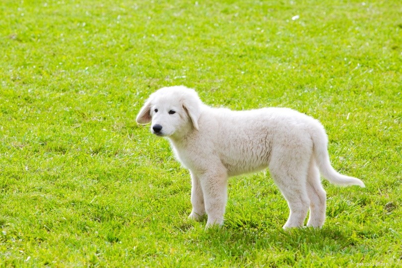 Polish Tatra Sheepdog: A Loyal Guardian for Active Families