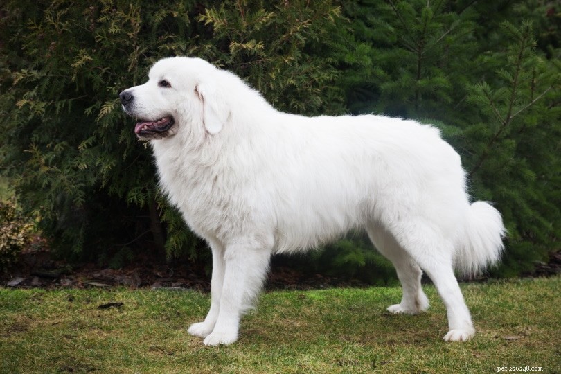 Polish Tatra Sheepdog: A Loyal Guardian for Active Families