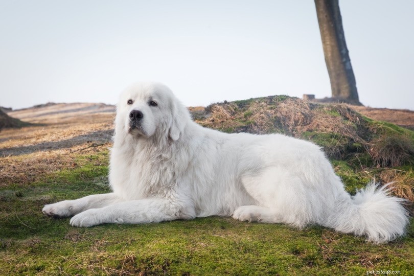 Polish Tatra Sheepdog: A Loyal Guardian for Active Families
