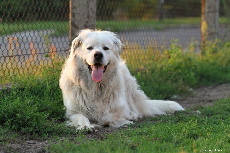 Polish Tatra Sheepdog: A Loyal Guardian for Active Families