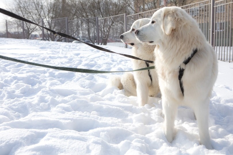 Polish Tatra Sheepdog: A Loyal Guardian for Active Families