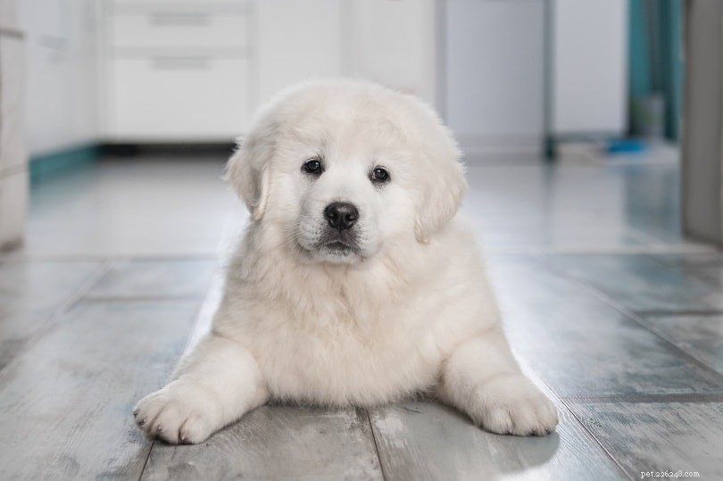 Polish Tatra Sheepdog: A Loyal Guardian for Active Families