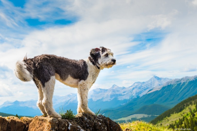 Polish Lowland Sheepdog: Loyal, Intelligent & Active Companion