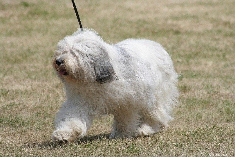 Polish Lowland Sheepdog: Loyal, Intelligent & Active Companion