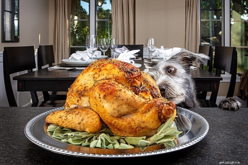 Choosing the Right Proteins for Your Dog: Complete vs. Incomplete