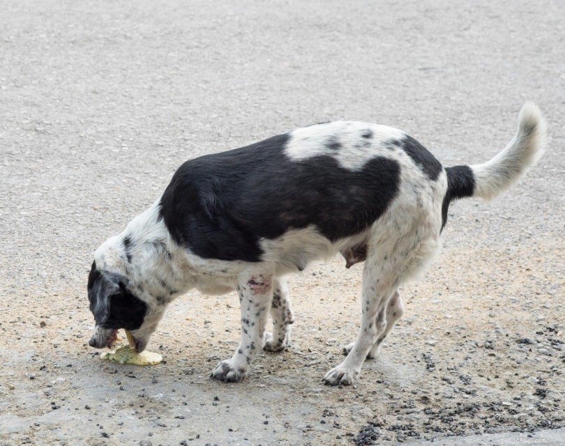 Managing Dog Diarrhea & Vomiting: Quick Care Tips