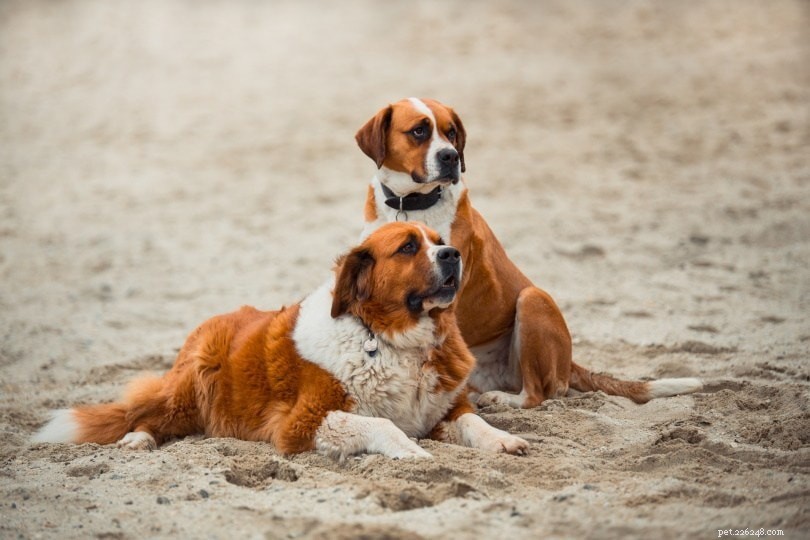 Understanding Canine Bloat: Symptoms, Causes, and Effective Treatments