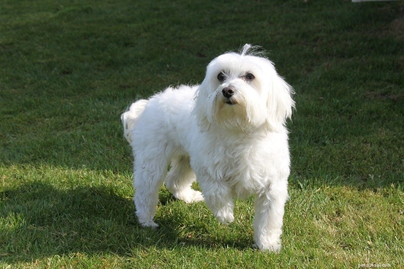 Expert Guide to Brushing Your Dog: Tips & Advice for a Healthy Coat