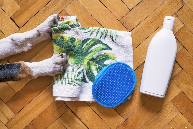 Expert Guide to Brushing Your Dog: Tips & Advice for a Healthy Coat