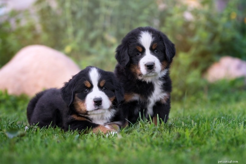 Expert Guide to Brushing Your Dog: Tips & Advice for a Healthy Coat