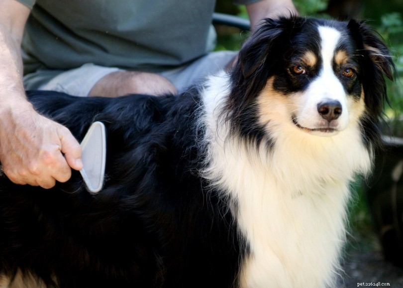 Expert Guide to Brushing Your Dog: Tips & Advice for a Healthy Coat