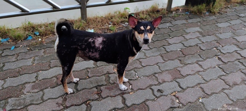Top Skin Problems Affecting Dogs – Causes, Symptoms & Care