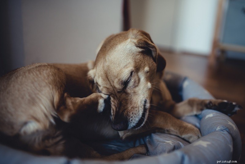 Top Skin Problems Affecting Dogs – Causes, Symptoms & Care