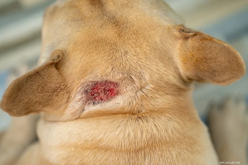 Top Skin Problems Affecting Dogs – Causes, Symptoms & Care