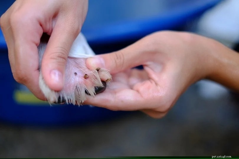 Top Skin Problems Affecting Dogs – Causes, Symptoms & Care