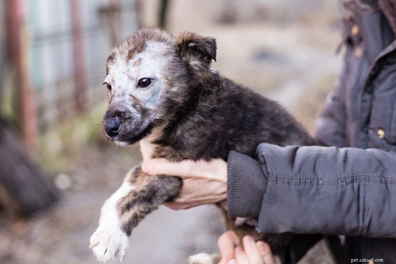 Top Skin Problems Affecting Dogs – Causes, Symptoms & Care
