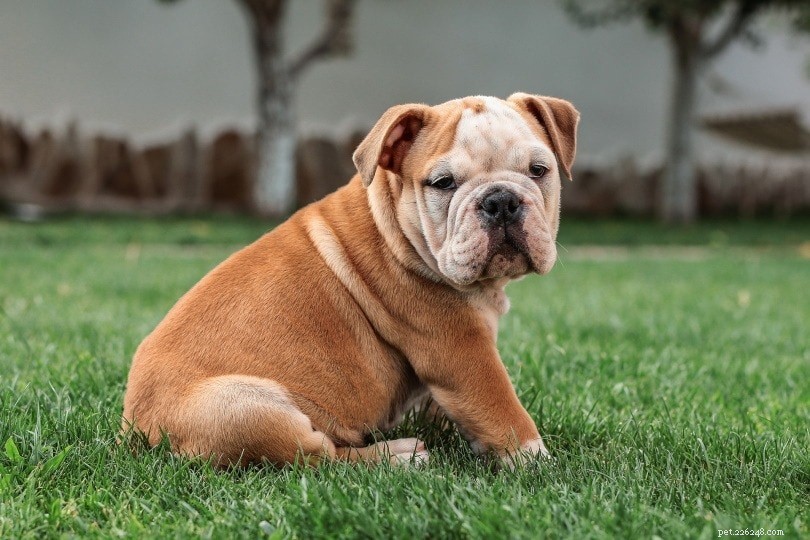 Understanding Coprophagia in Dogs: Causes, Health Risks, and How to Stop the Behavior