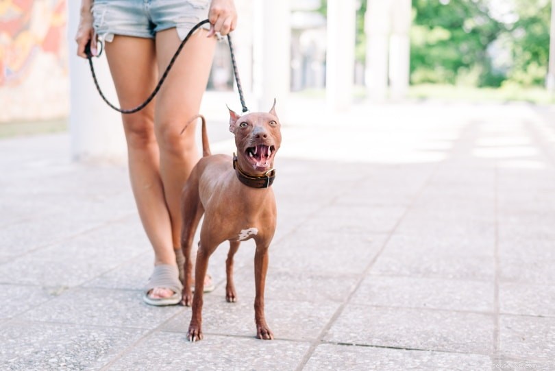 Xoloitzcuintli (Mexican Hairless Dog): Ancient Heritage & Loyal Companion