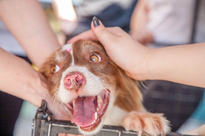 Quick Guide: How to Locate Your Lost Dog Safely and Effectively
