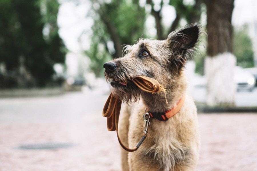 Quick Guide: How to Locate Your Lost Dog Safely and Effectively