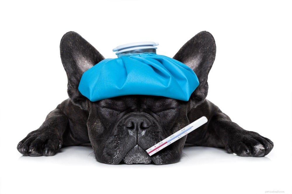 10 Red Flags That Your Dog Is Unwell: Act Fast to Protect Their Health