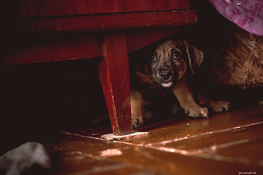 10 Red Flags That Your Dog Is Unwell: Act Fast to Protect Their Health