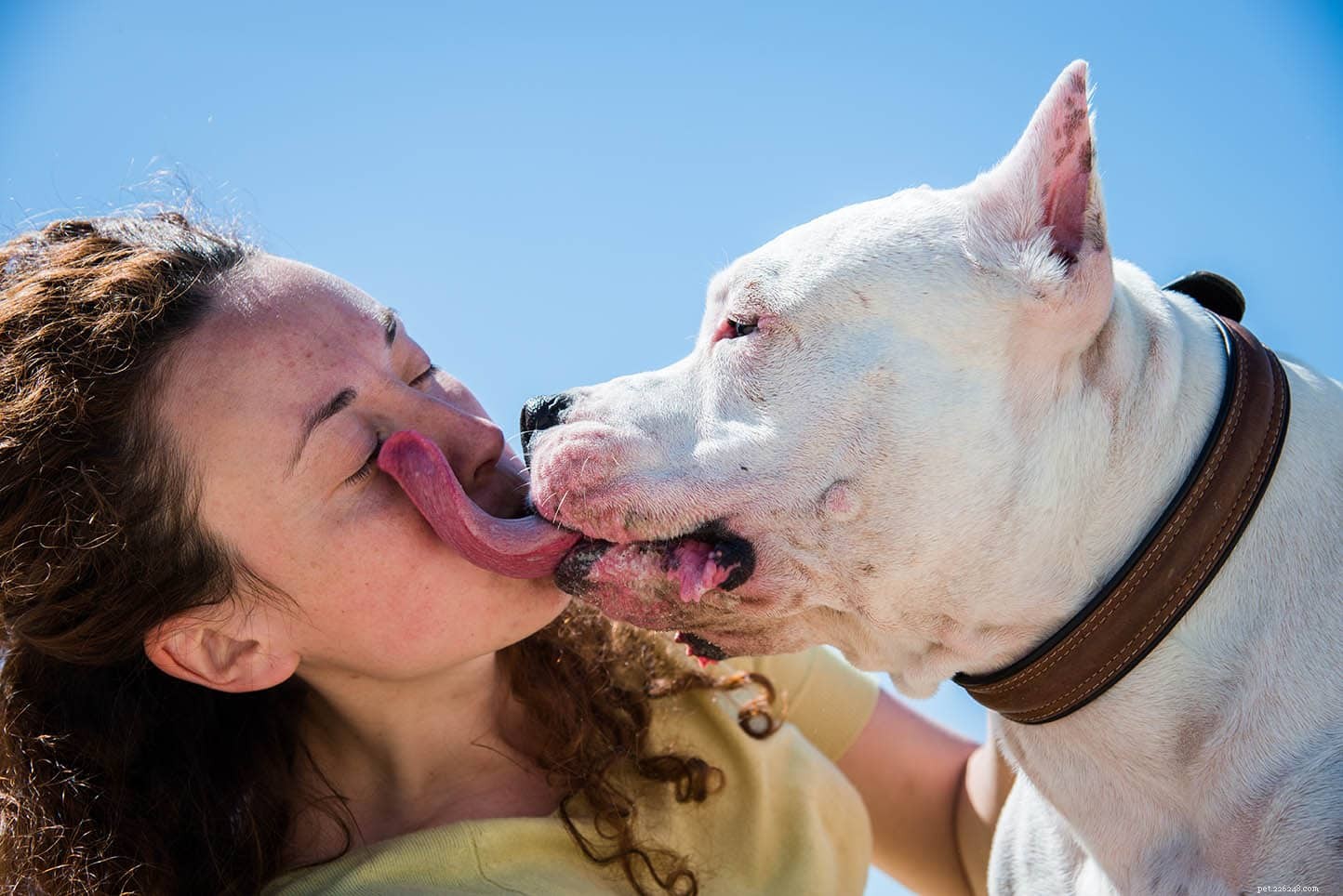 10 Red Flags That Your Dog Is Unwell: Act Fast to Protect Their Health
