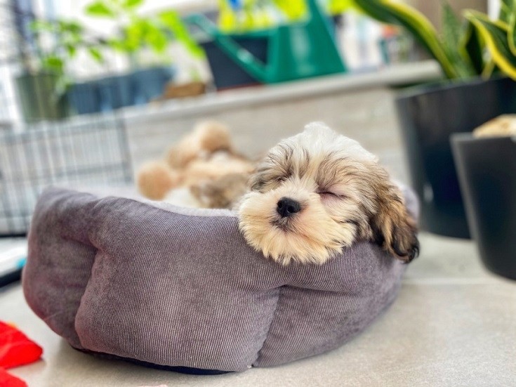 10 Clear Signs Your Dog Is Dehydrated: How to Spot and Prevent It