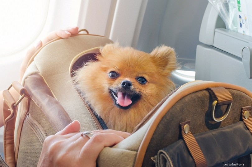 10 Expert Tips for Stress‑Free Air Travel With Your Dog