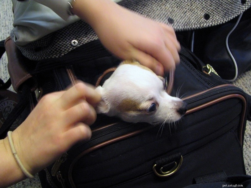 10 Expert Tips for Stress‑Free Air Travel With Your Dog