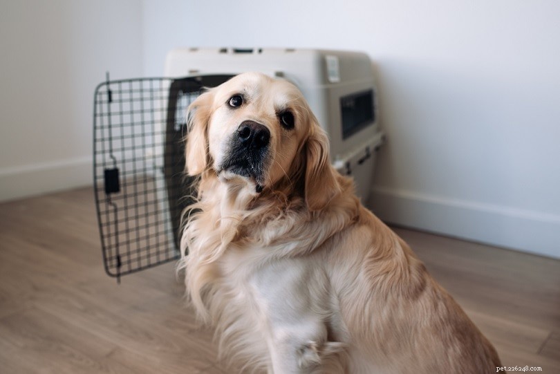 10 Expert Tips for Stress‑Free Air Travel With Your Dog
