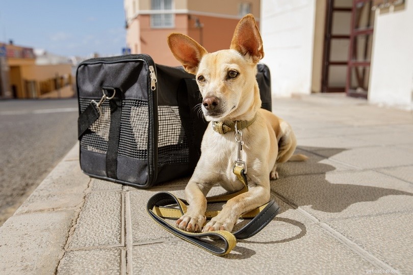 10 Expert Tips for Stress‑Free Air Travel With Your Dog