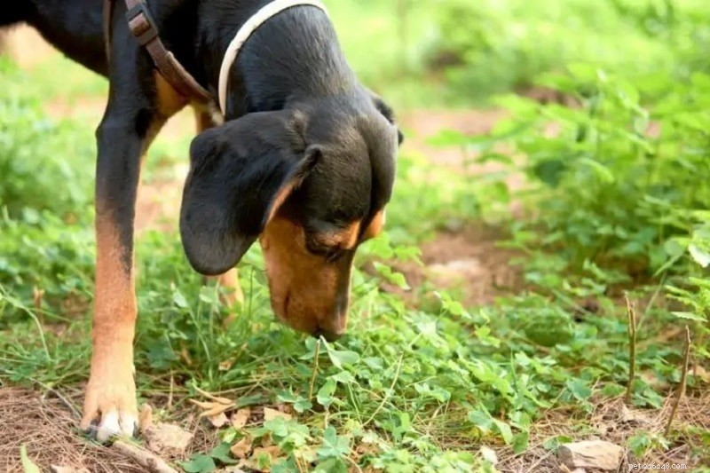 Understanding Dog Allergies: Causes, Symptoms, and Effective Treatments