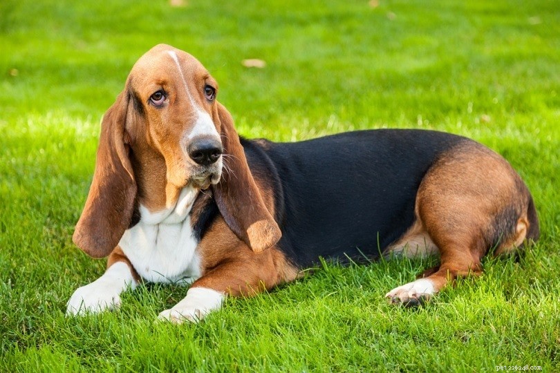 How to Bathe Your Dog: A Step-by-Step Guide for a Stress‑Free Wash