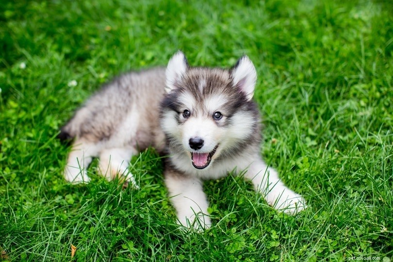 How to Bathe Your Dog: A Step-by-Step Guide for a Stress‑Free Wash