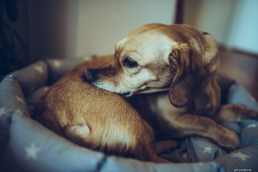 Bed Bugs & Dogs: Safeguarding Your Pets & Home