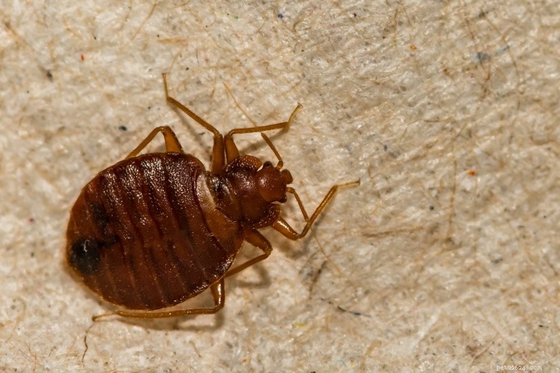 Bed Bugs & Dogs: Safeguarding Your Pets & Home
