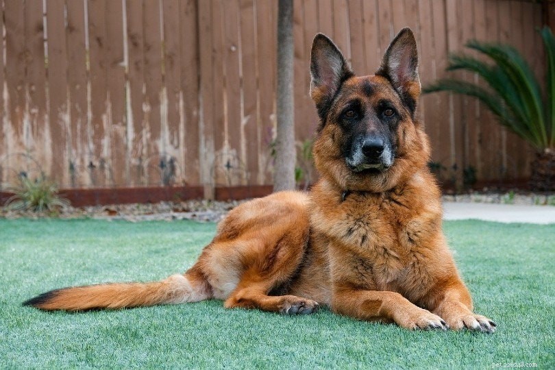 Understanding Canine Degenerative Myelopathy: Symptoms, Causes, and Care