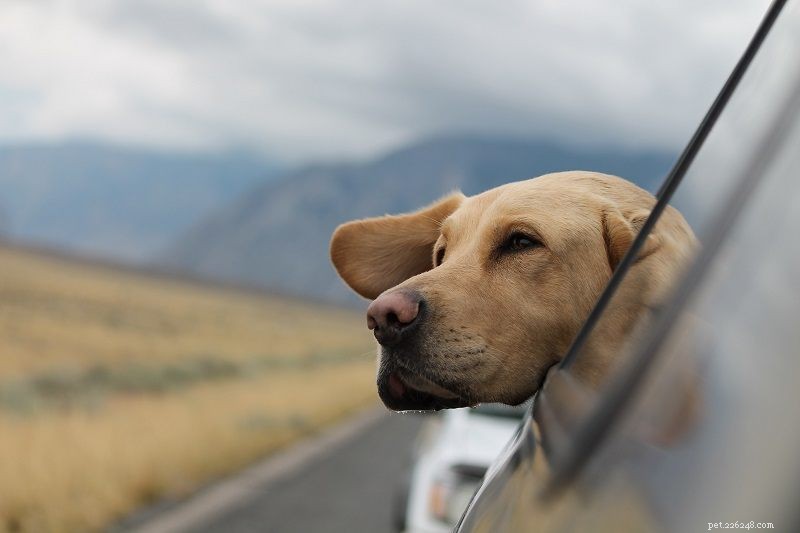 10 Essential Tips for Stress‑Free Car Trips with Your Dog