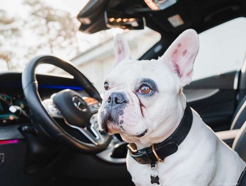 10 Essential Tips for Stress‑Free Car Trips with Your Dog