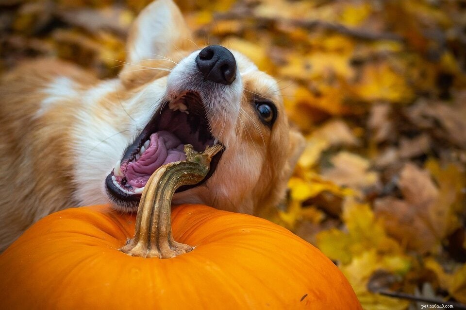 Understanding Essential vs. Non‑Essential Amino Acids in Your Dog s Diet